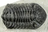 Bargain, Morocops Trilobite - Large Specimen #287374-1